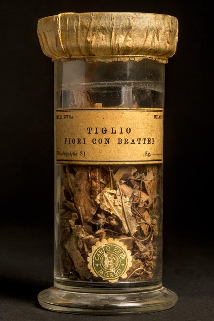 TIGLIO - fiori con brattee